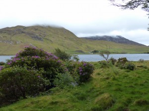 346-connemara (1280x960)