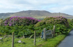 360-achill island (1280x833)