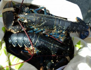 412-homard (1280x996)