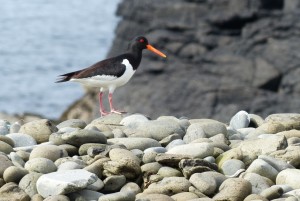 146-nest point (1280x858)