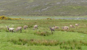 187-cerfs rouges (1280x737)