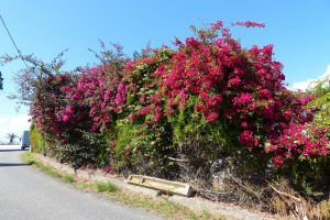 365-bougainvilliers (1280x855)