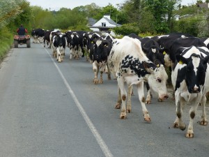 451-vaches sur la route (1280x960)