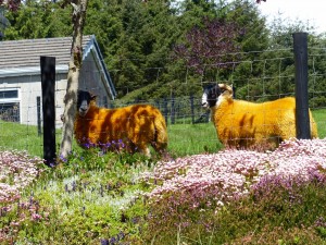 069-étranges moutons (1280x960)